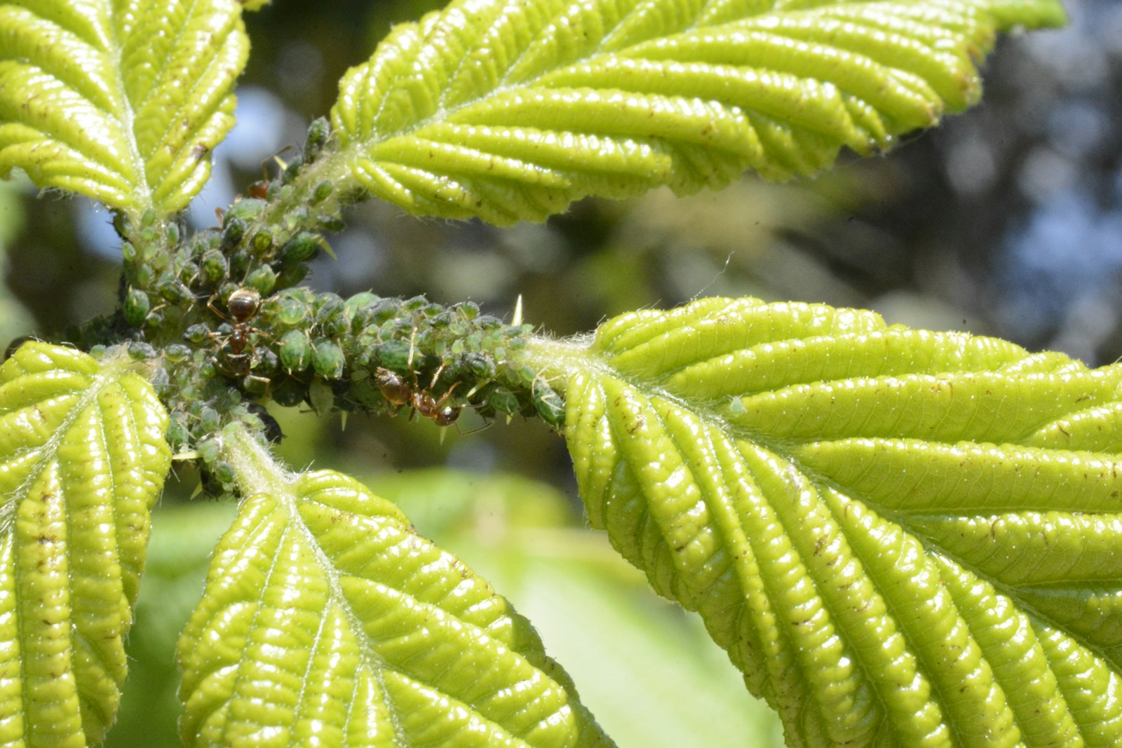 Green aphids tended by ants clustered on a leafy shoot
