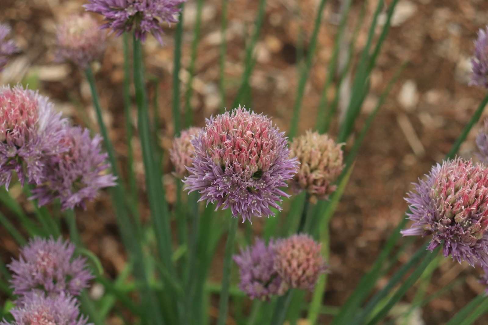 Purple chive blossoms on tall green stems in a garden bed