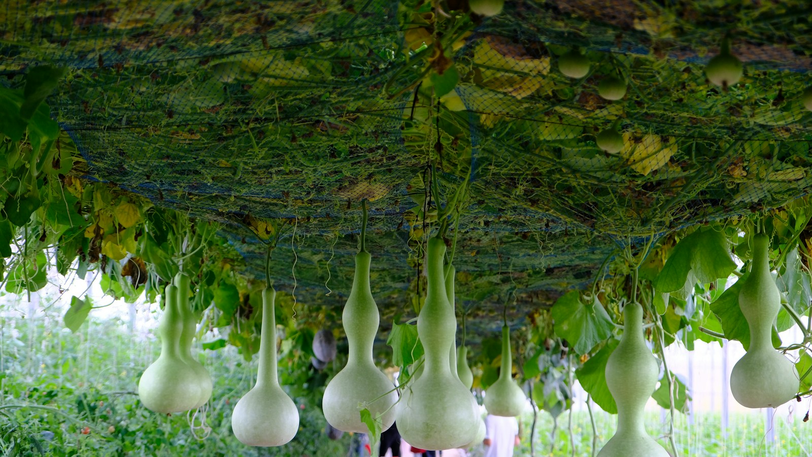 Long-necked bottle gourds hanging from a netting trellis inside a greenhouse