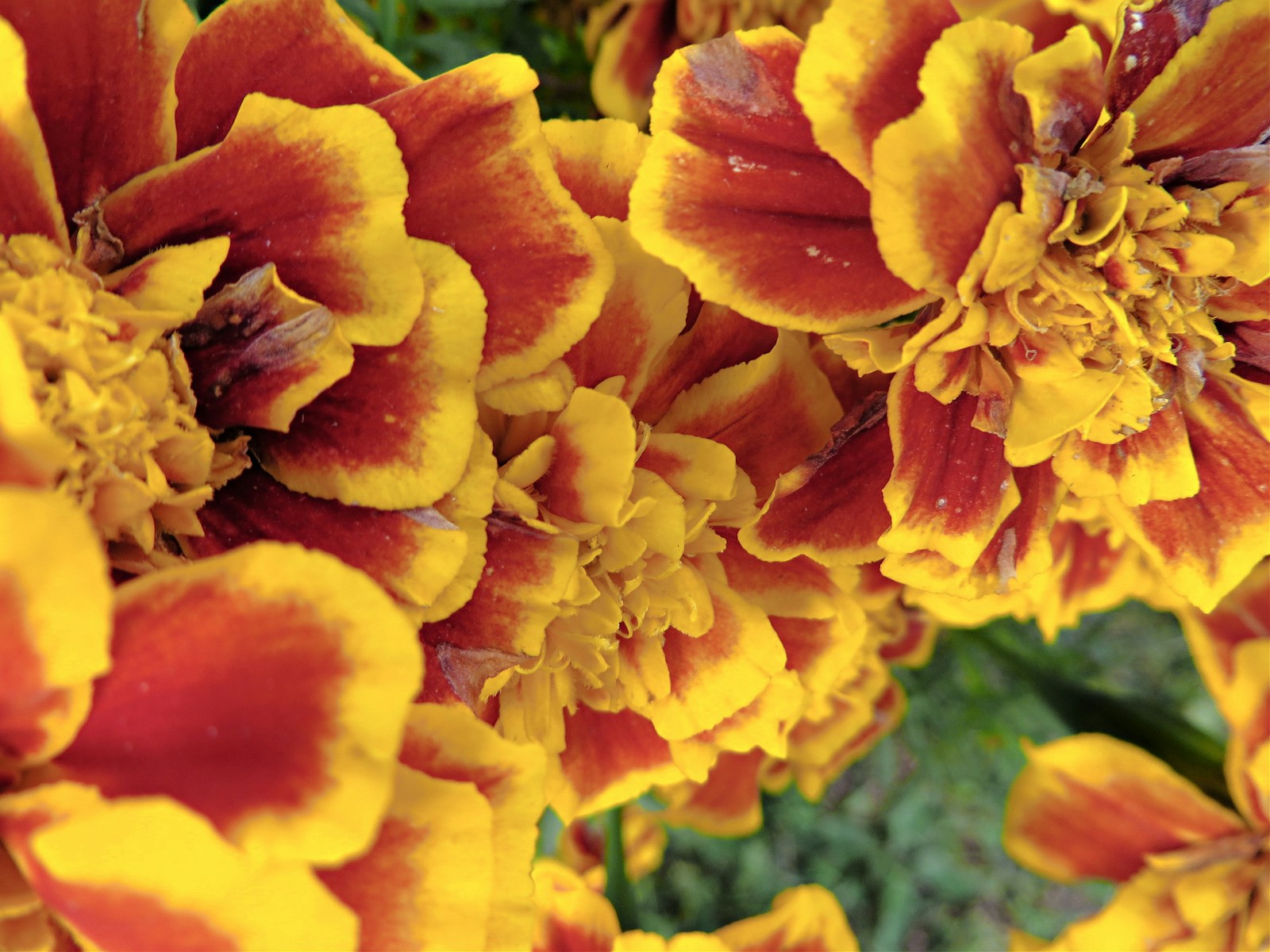 Close-up of double marigold flowers with rusty red petals edged in gold