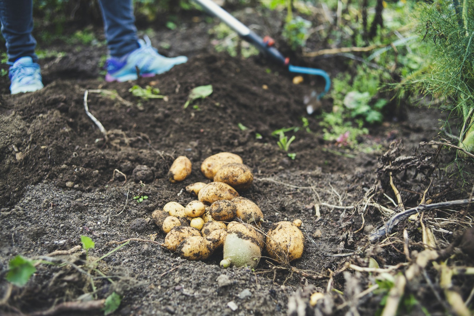Pile of just-dug potatoes in a garden bed beside a gardener with a hoe