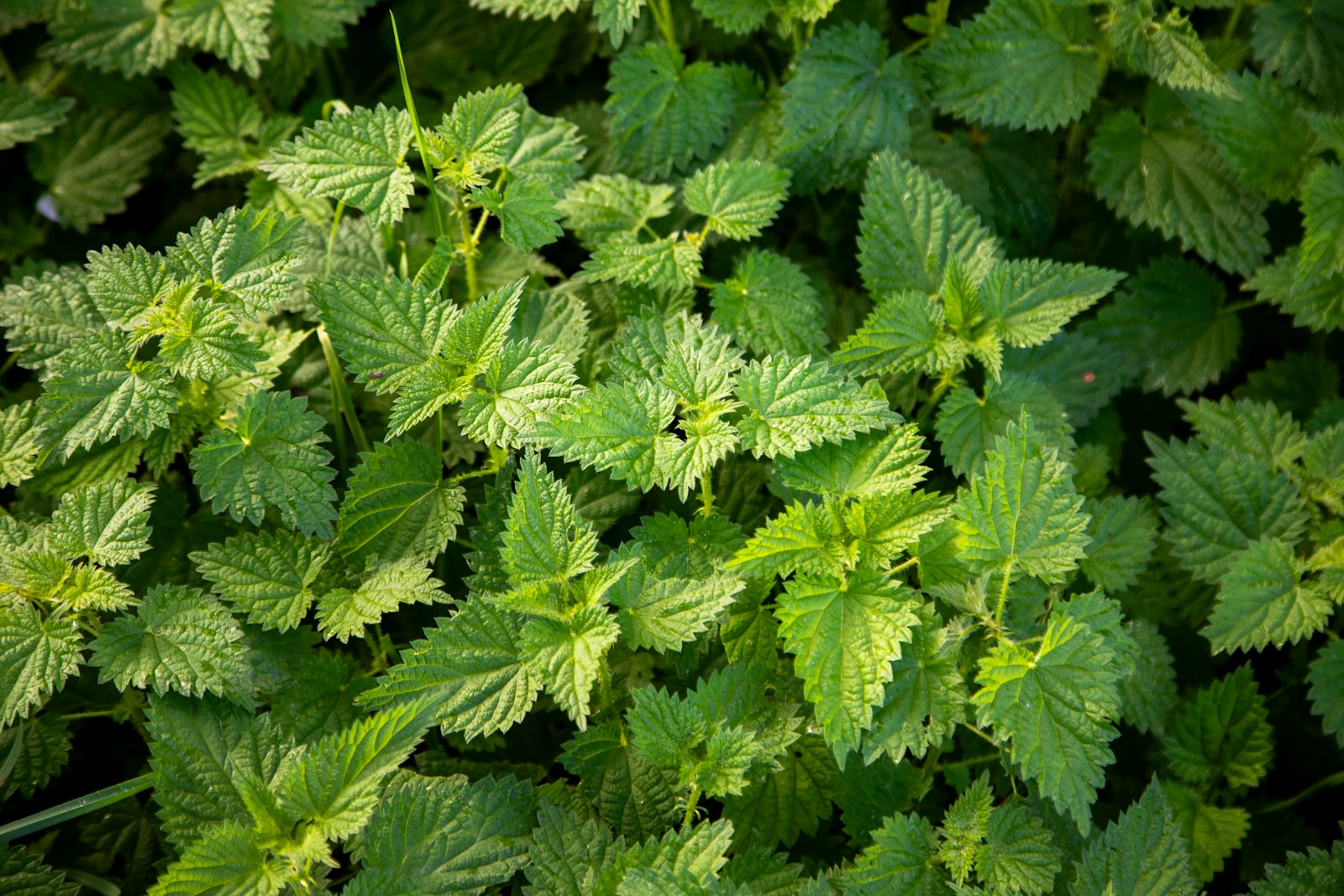 Dense patch of stinging nettle with bright, saw-edged leaves
