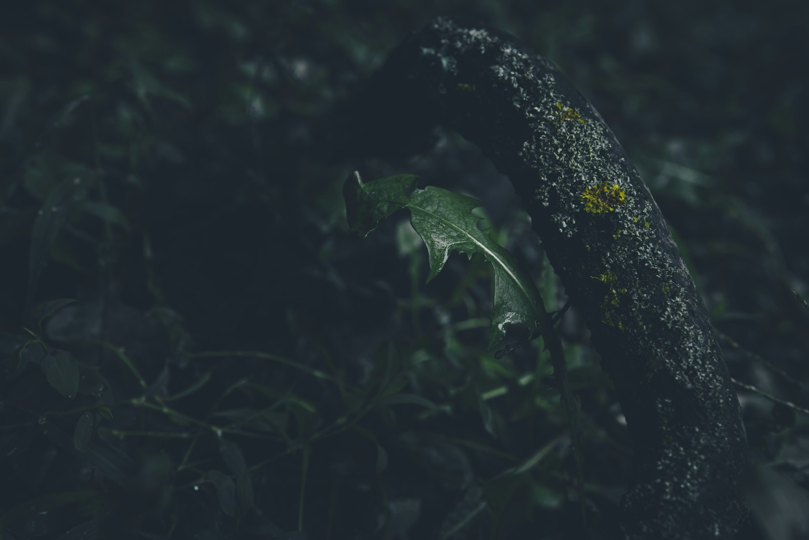 Wet, deeply toothed dandelion leaf beside a lichen-covered branch in shade
