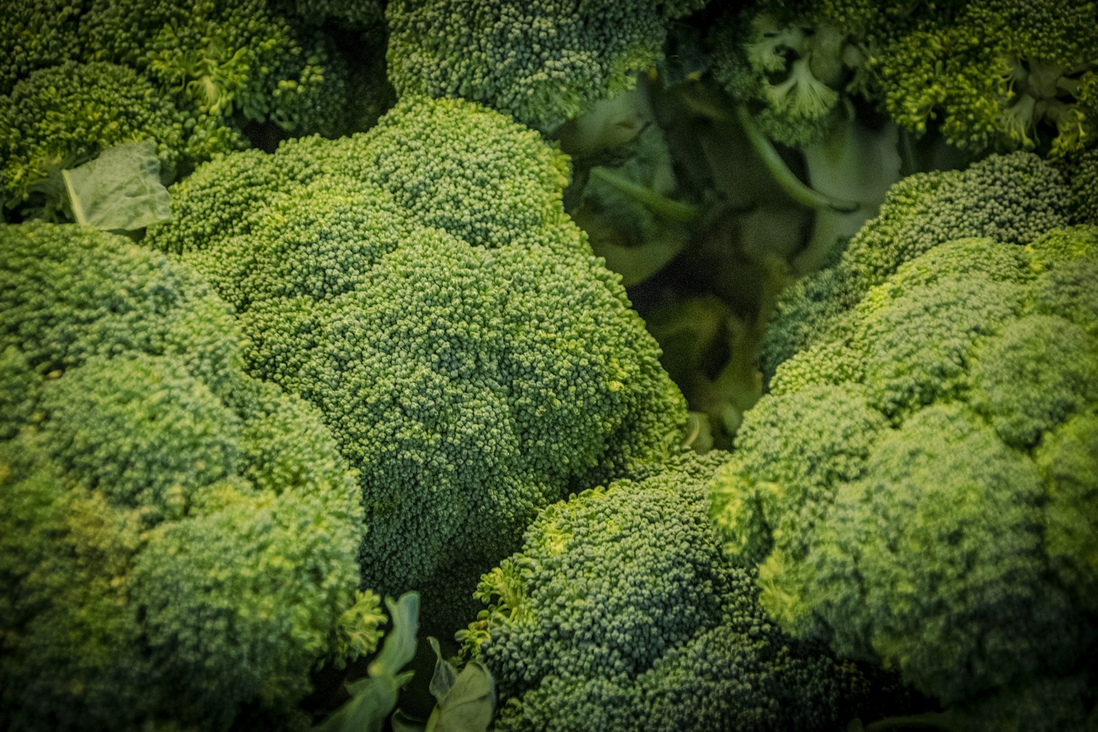 Tight green broccoli heads packed closely together, buds still closed