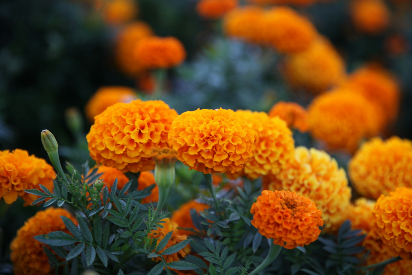 Rounded orange and yellow African marigold blooms with a tight flower bud