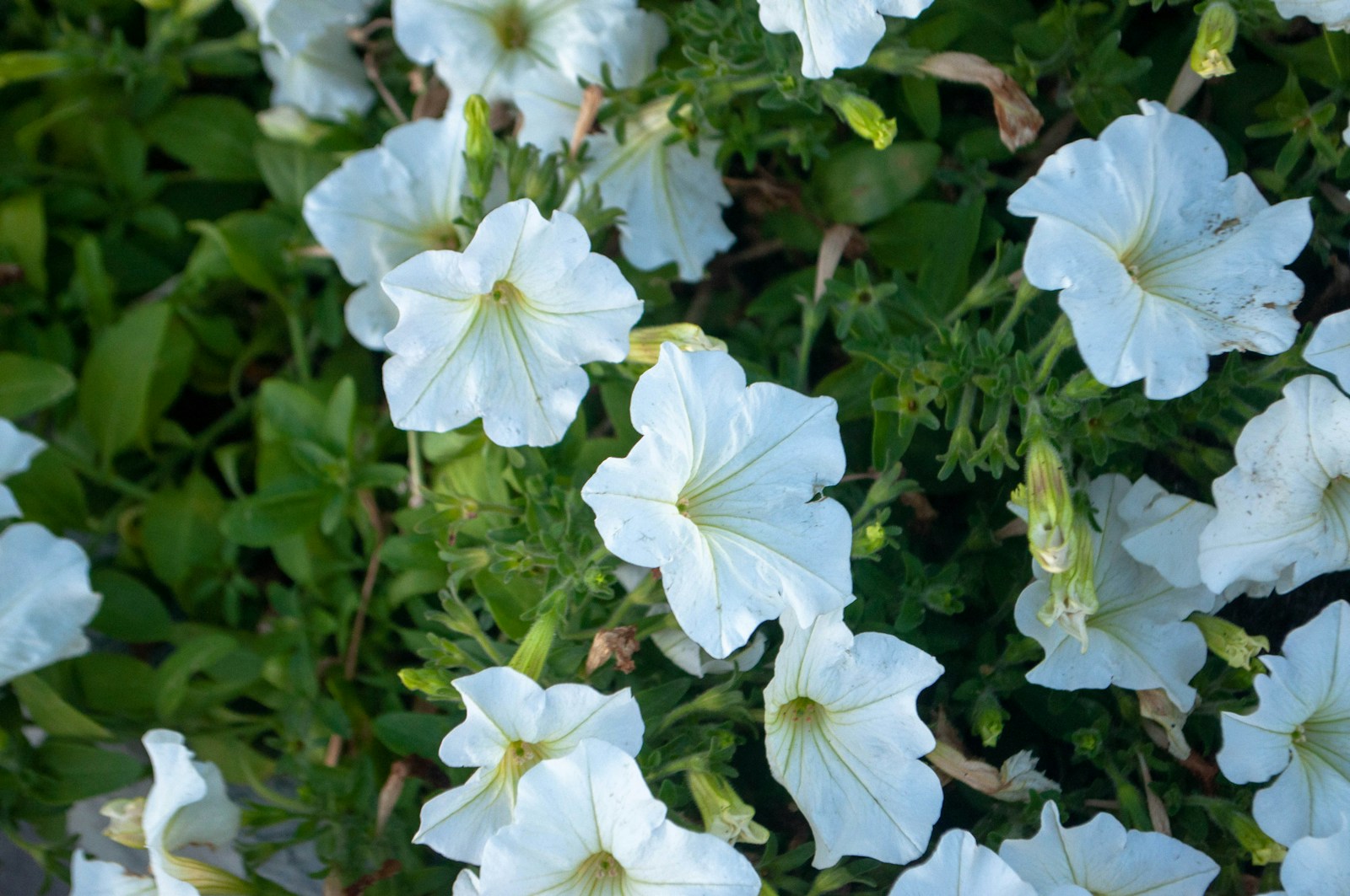 White petunias flowering densely among green leaves in a bed