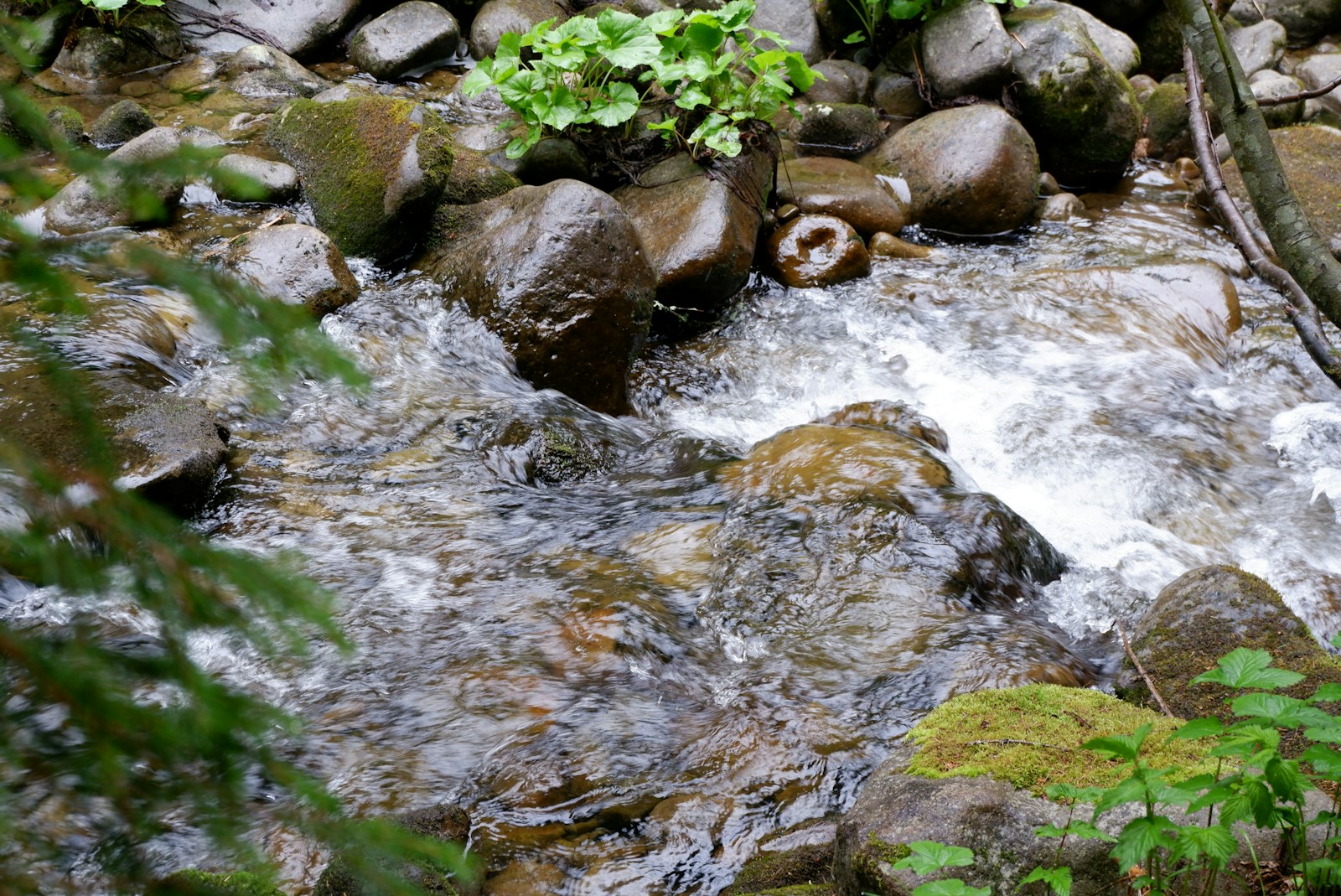 Clear forest creek running over mossy boulders with green plants along the edge
