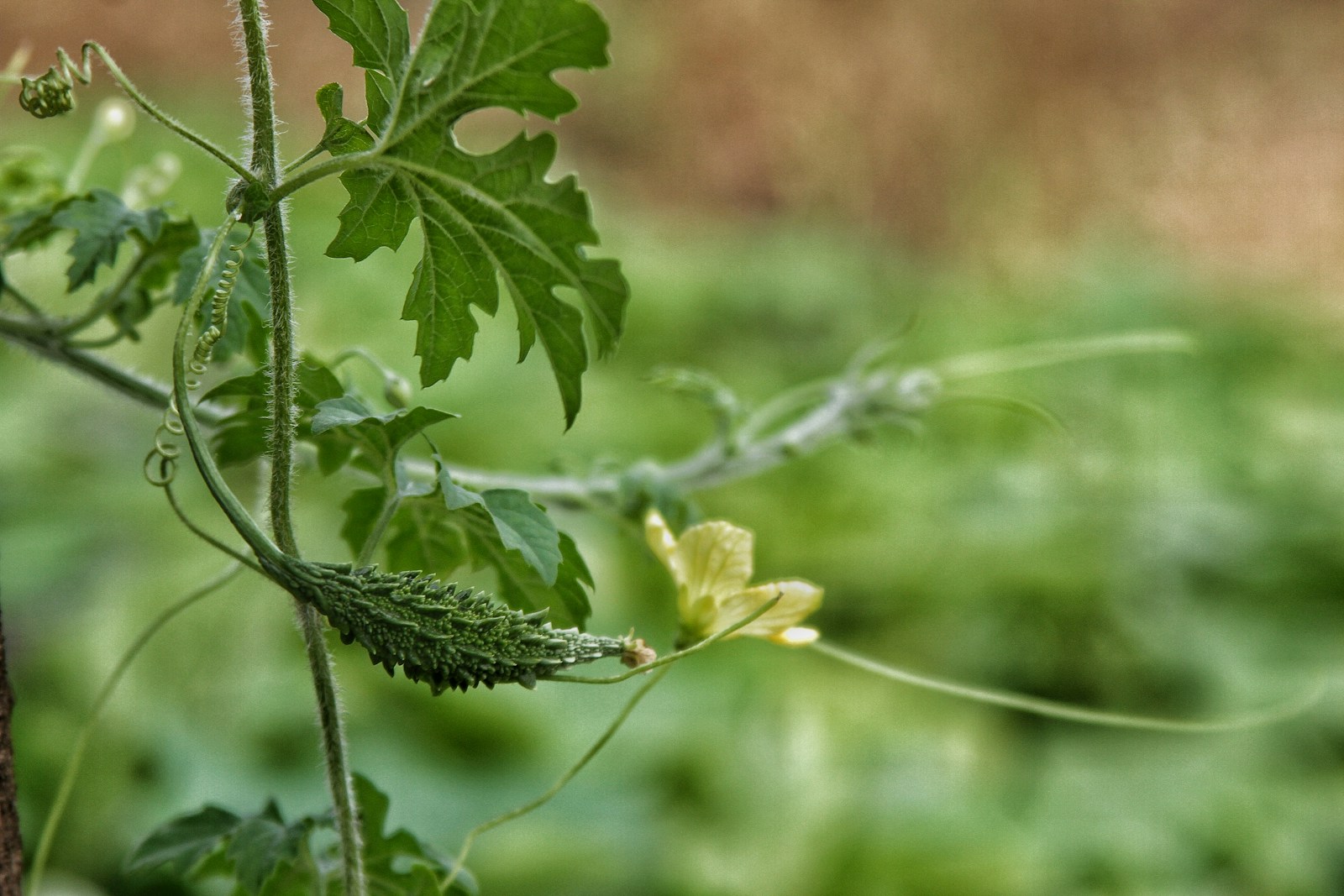 Young spiky bitter melon fruit and yellow flower on a climbing vine