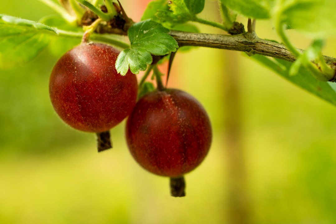 Two deep red, fully ripe gooseberries hanging from a branch