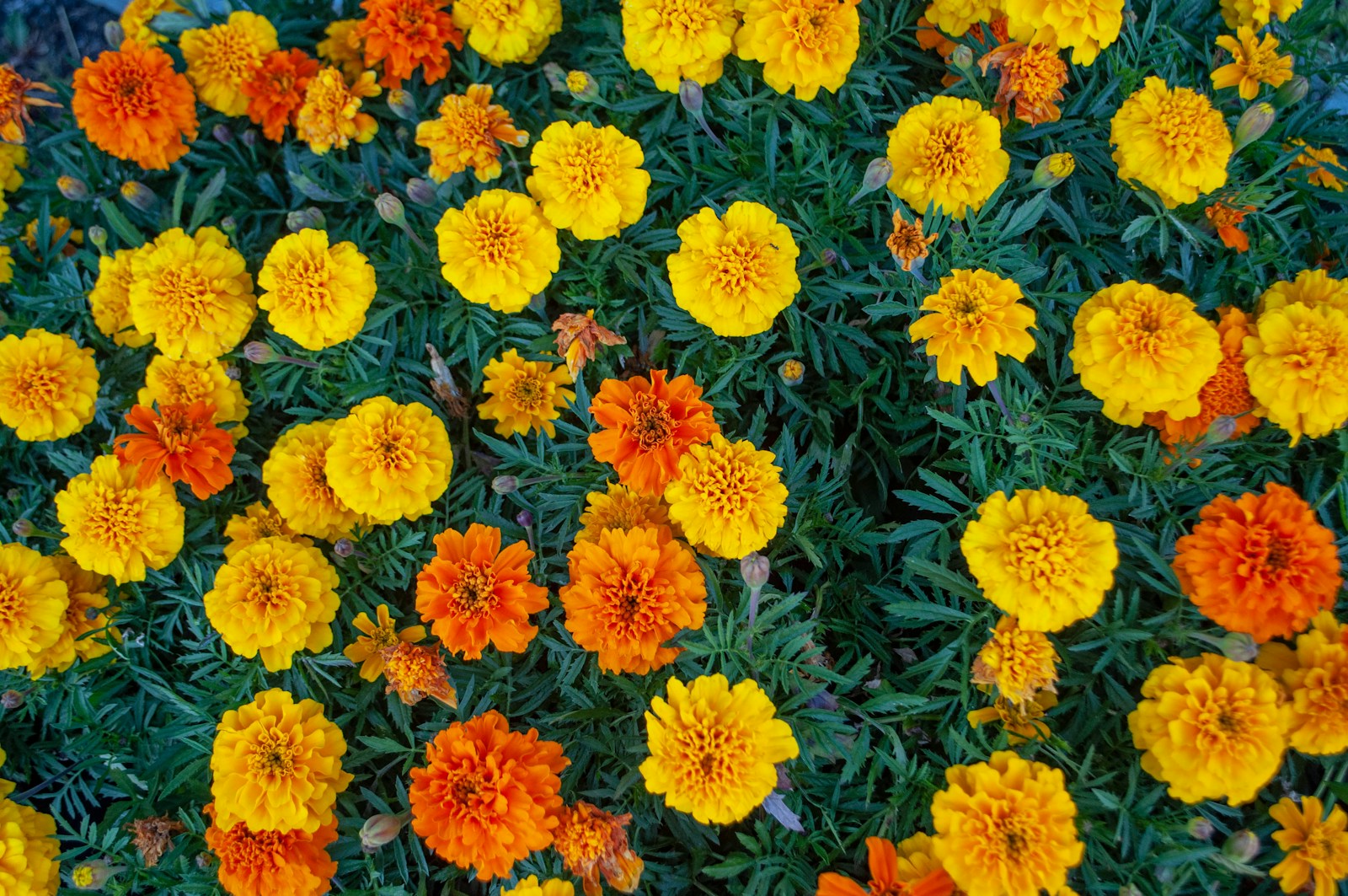 A dense bed of compact yellow and orange marigolds with feathery leaves