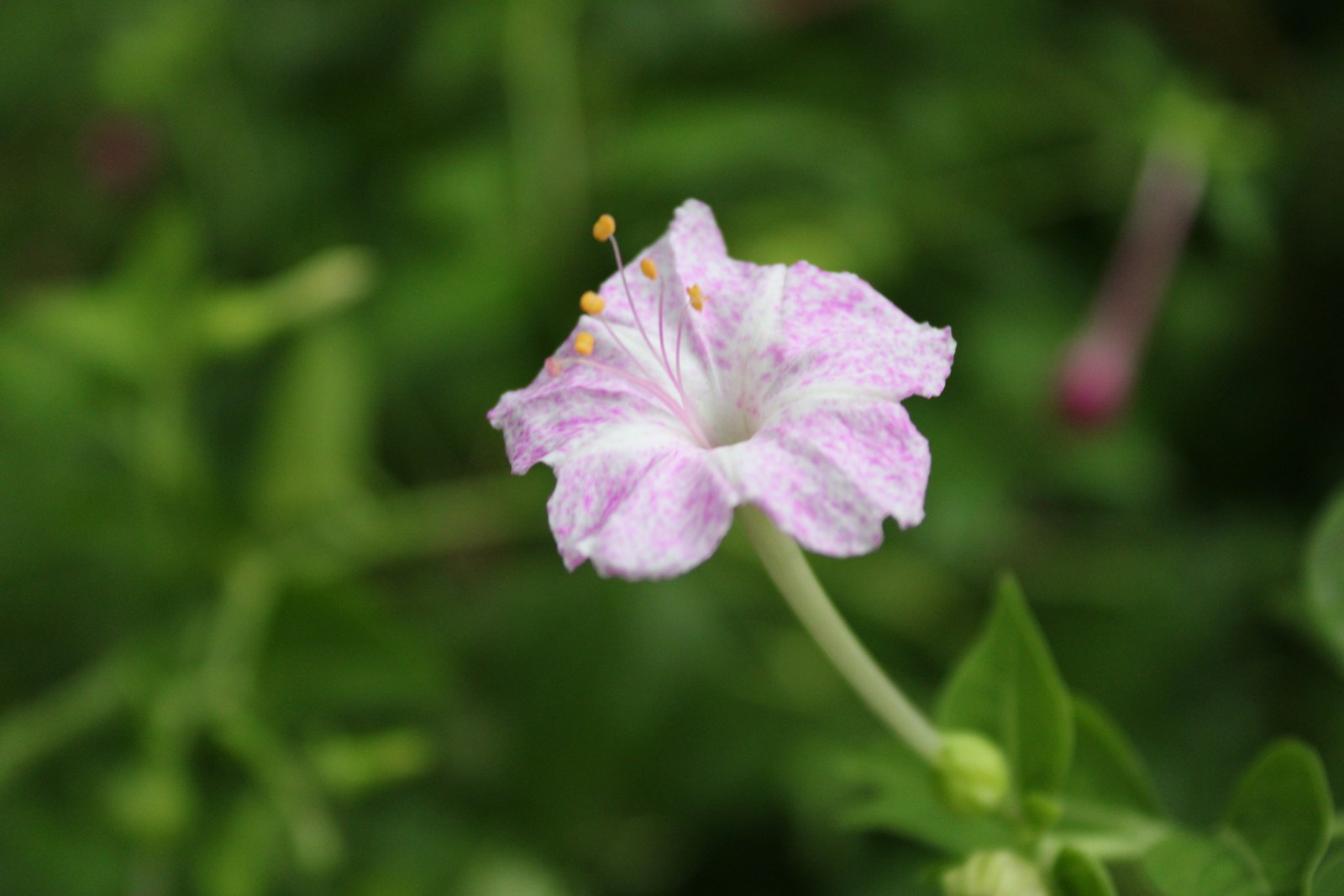 White four o'clock flower speckled with pink, showing the broken-colour pattern