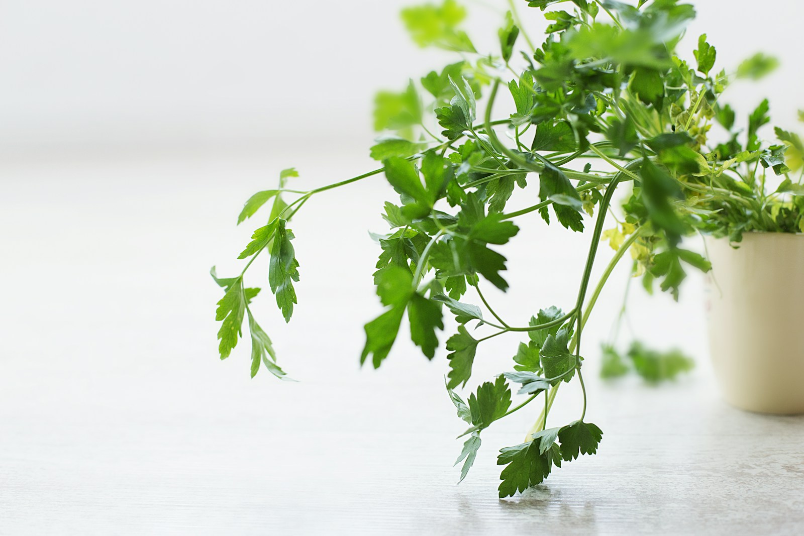 Flat-leaf parsley stems spilling from a small cream pot