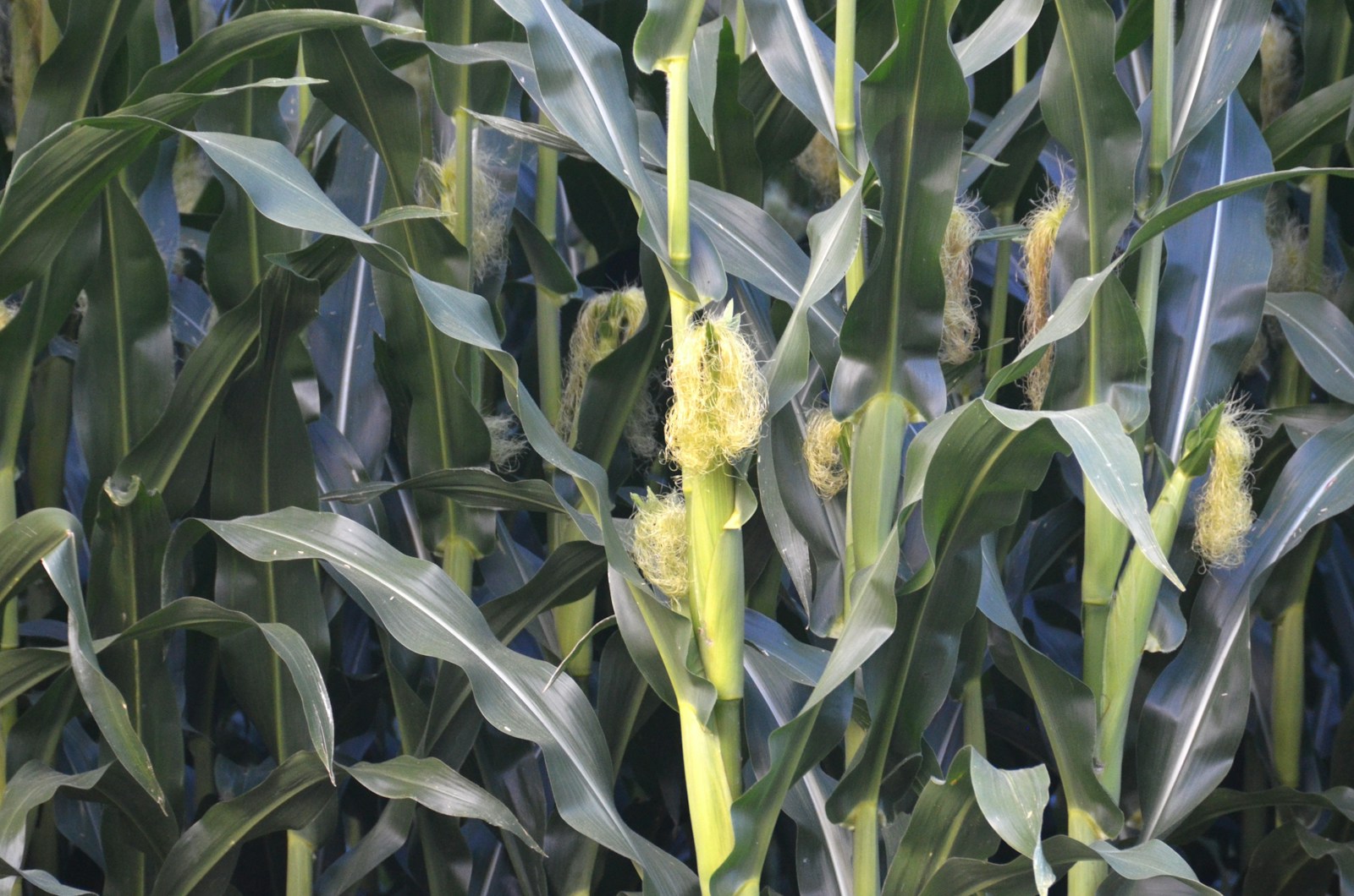 Young corn ears on the stalk with fresh pale silks emerging