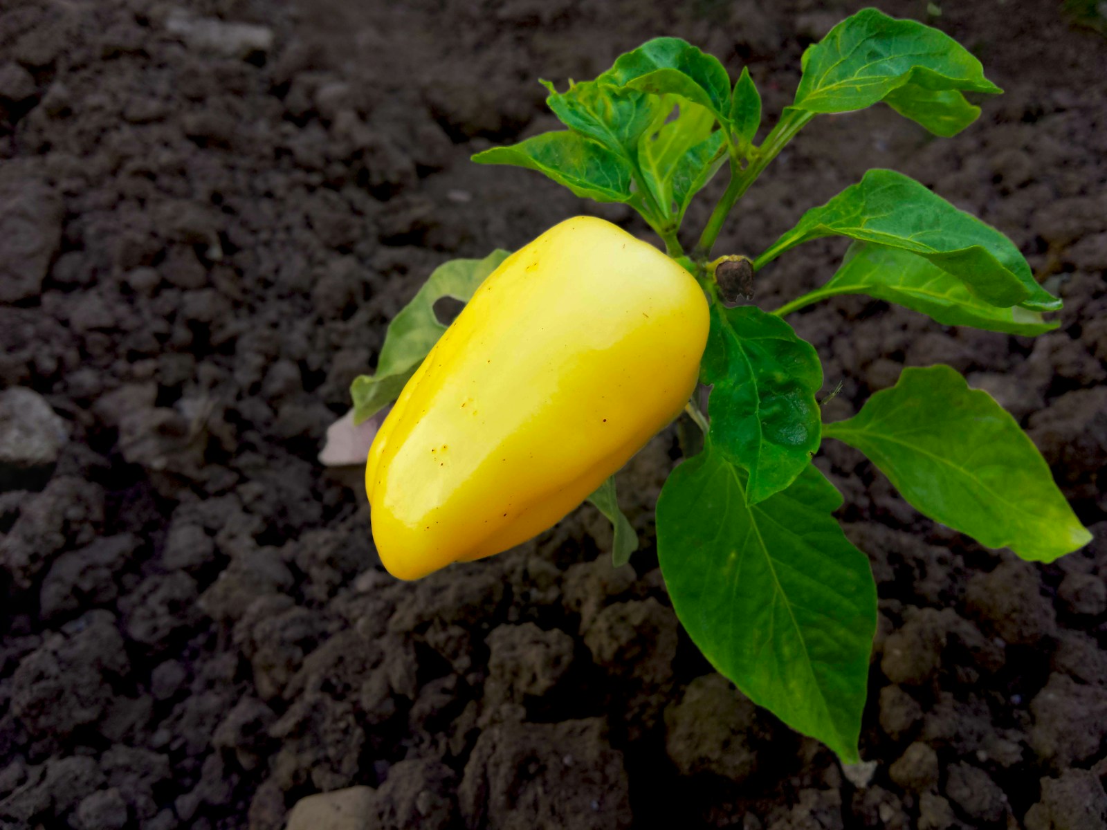 A pale yellow sweet pepper on a young plant in bare garden soil