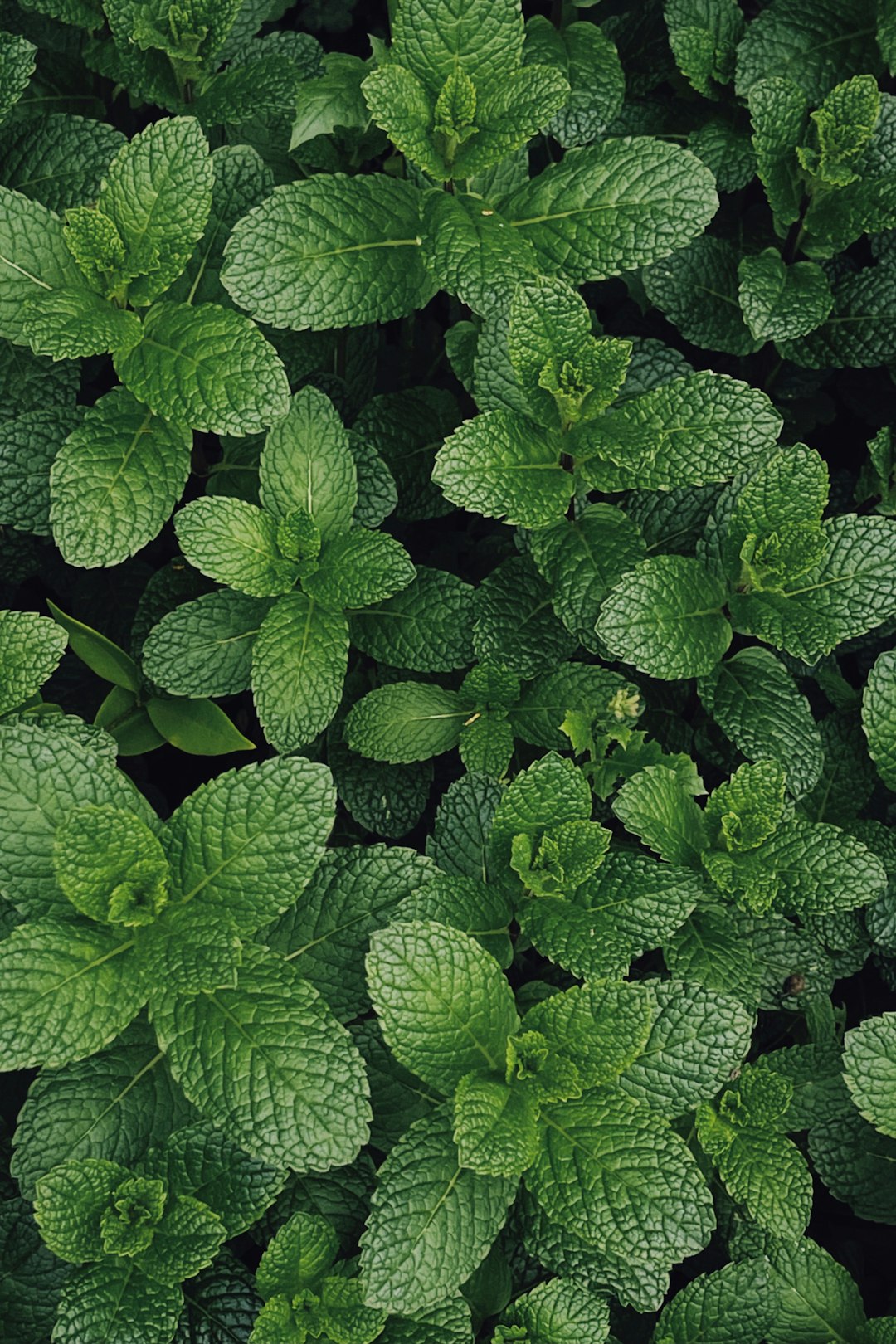 A dense, bushy bed of mint plants with oval serrated leaves, seen from above