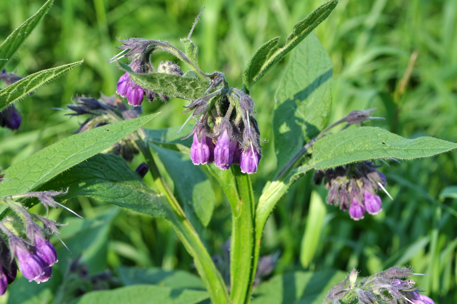 Flowering comfrey about knee high in a grassy meadow, ready to cut
