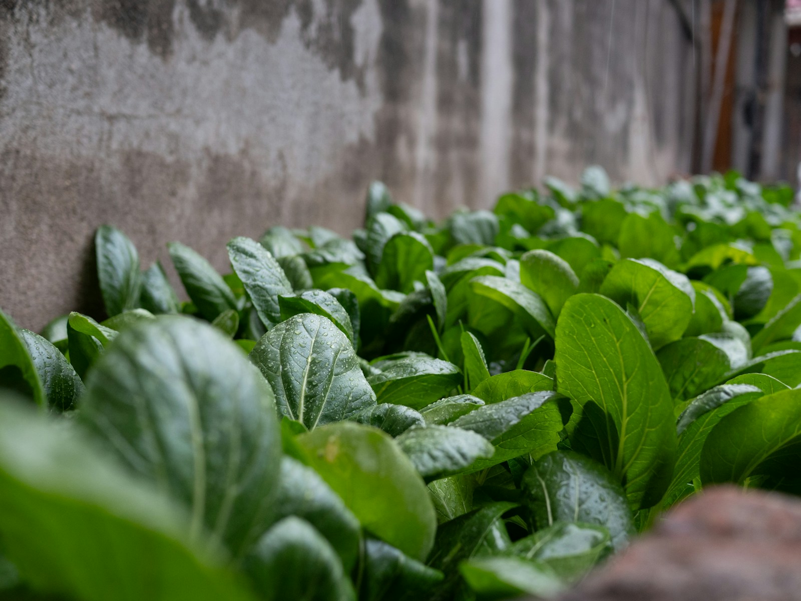 Dense rows of young bok choy leaves wet with rain beside a wall