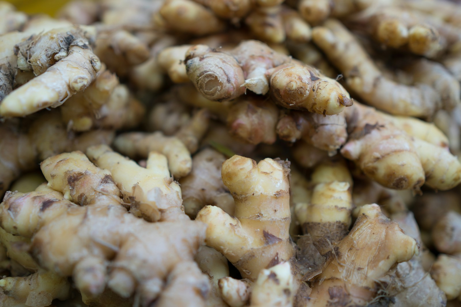 Heap of freshly dug ginger rhizomes with thin skin and traces of soil
