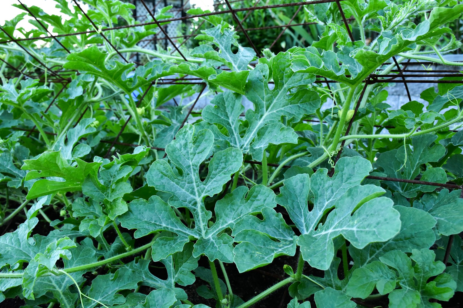Deeply lobed grey-green watermelon leaves climbing a wire garden frame