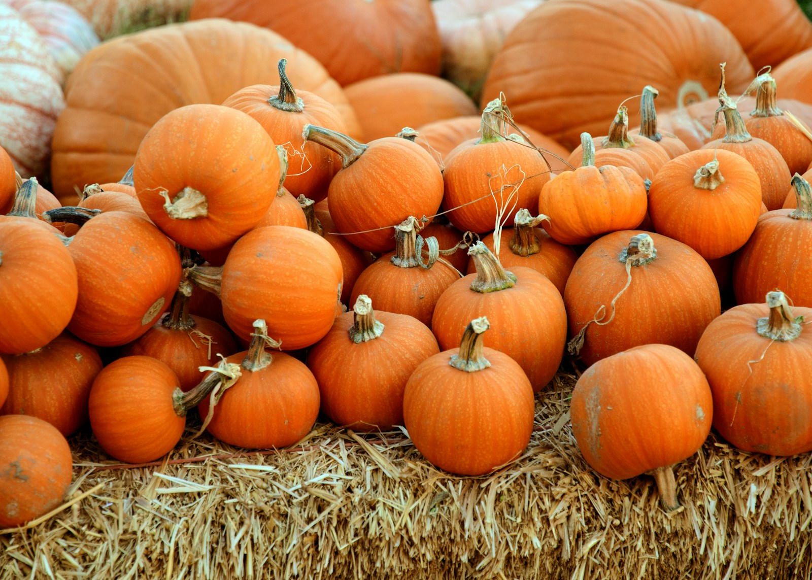 Freshly harvested small orange pumpkins piled on a straw bale, stems attached