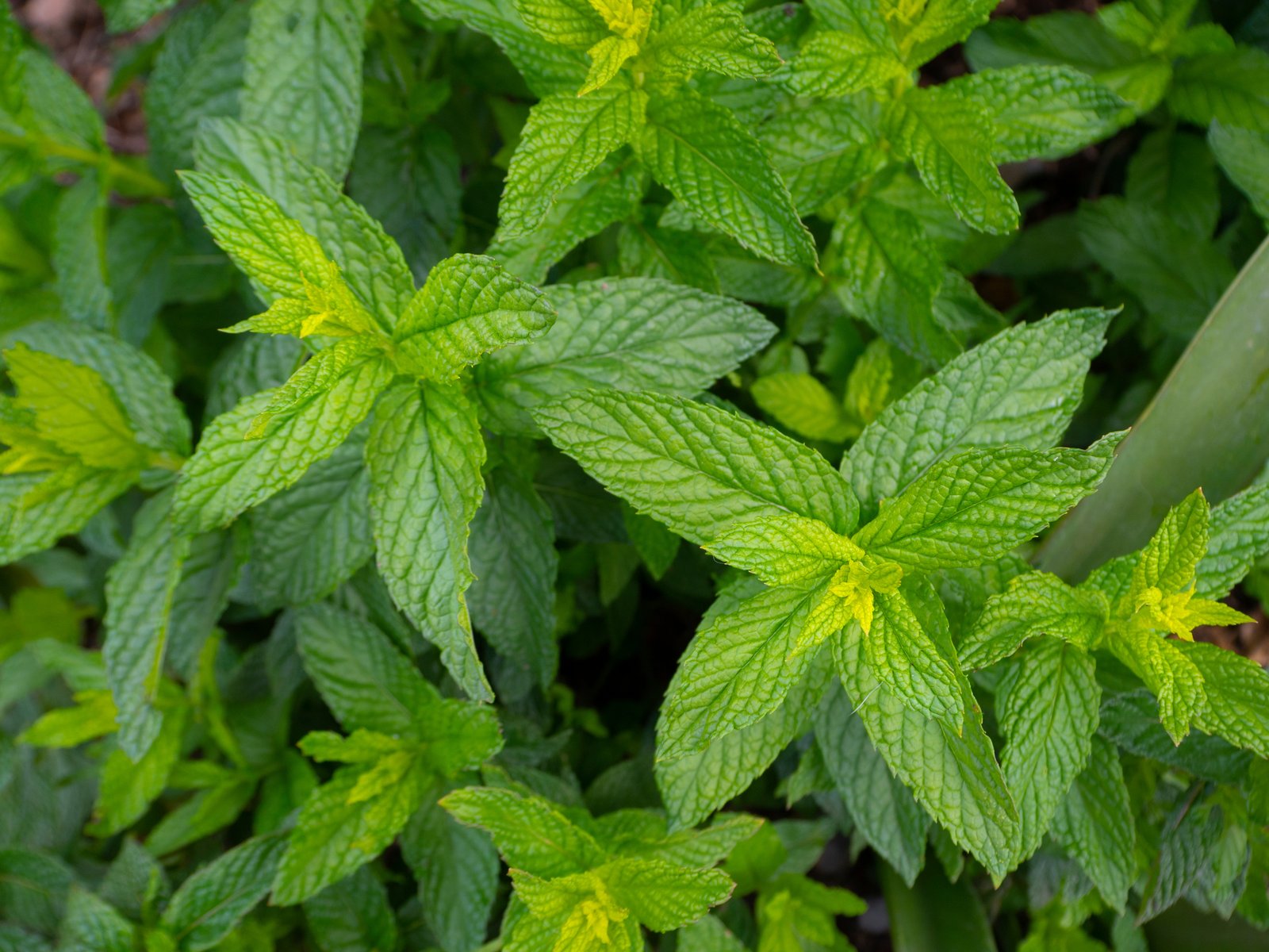Peppermint plants with bright green, toothed and deeply veined leaves