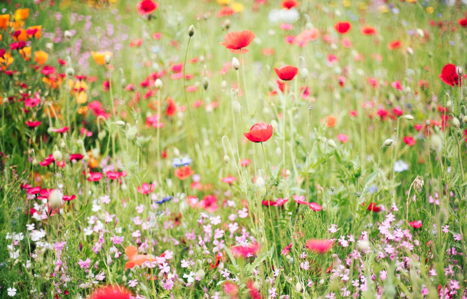 Summer meadow full of red poppies and pink wild flowers