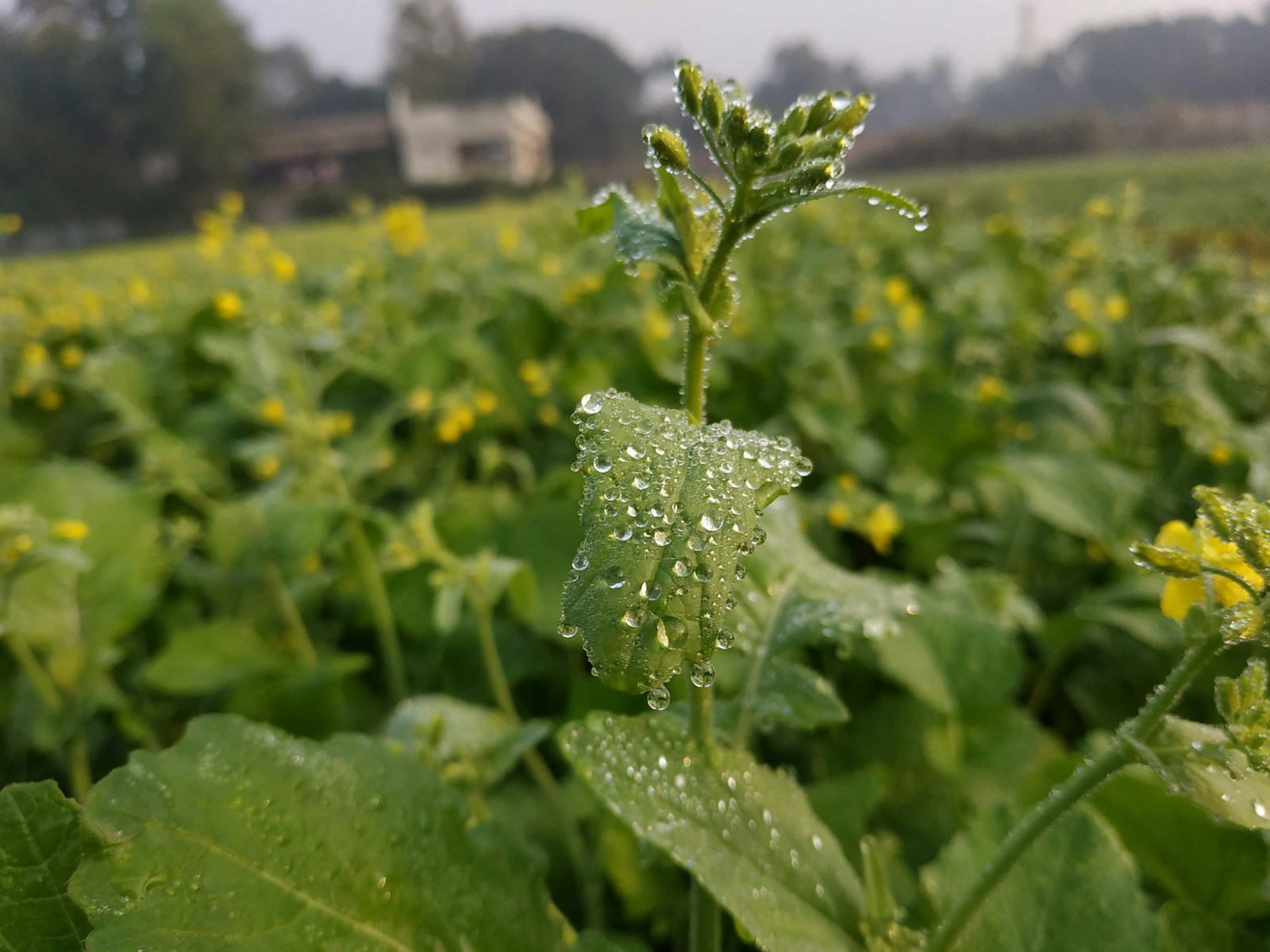 Dew-covered mustard plant sending up a flower stalk in a field