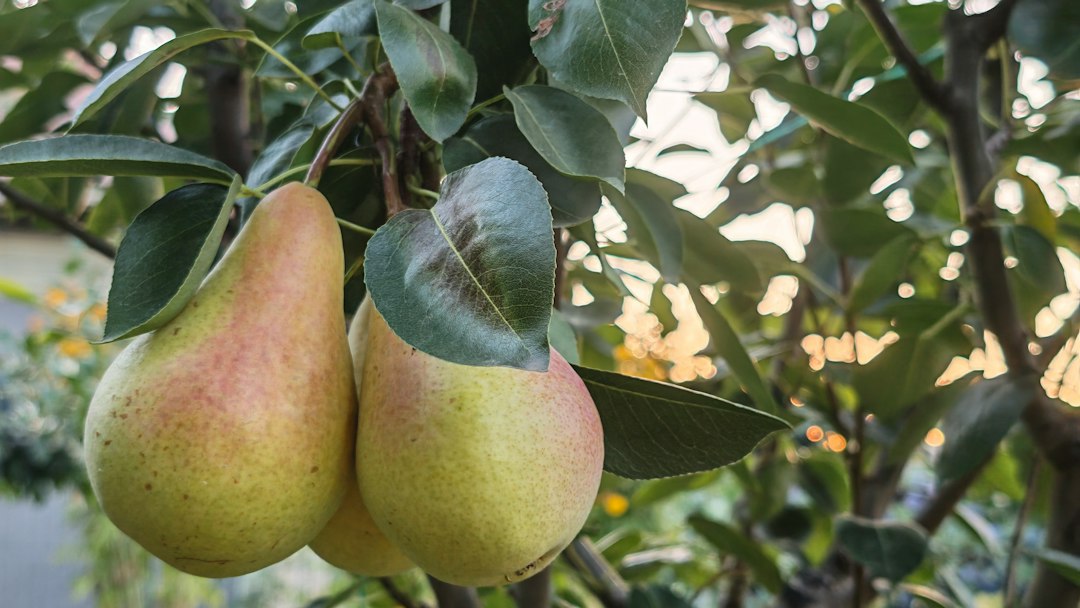 Two yellow-green pears blushed with red hanging close together on a leafy branch