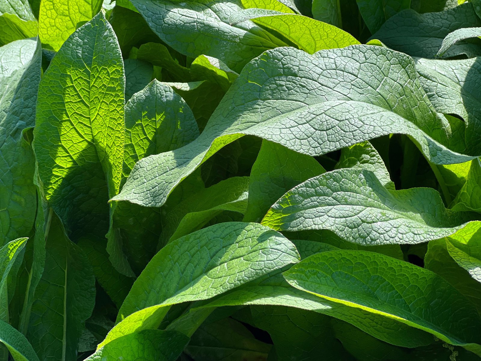 Large, veined green comfrey leaves growing in a dense clump
