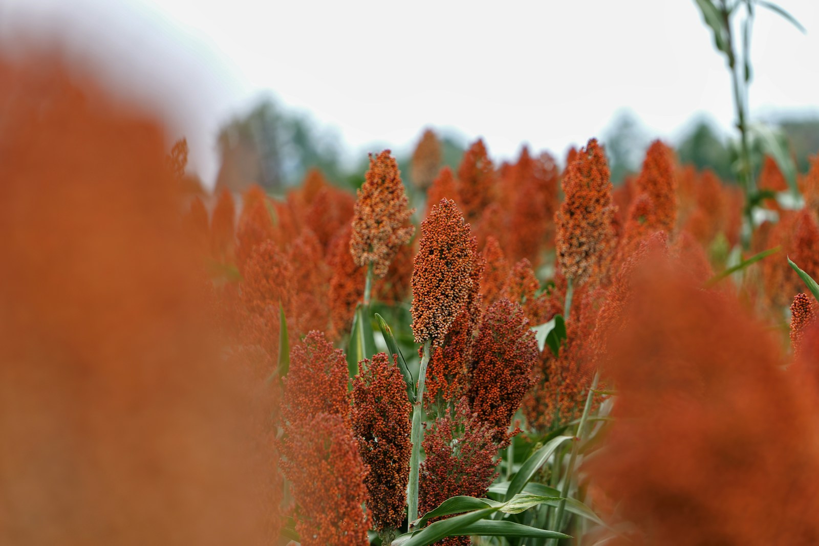 Dense ripe red sorghum seed heads above green strap-like leaves