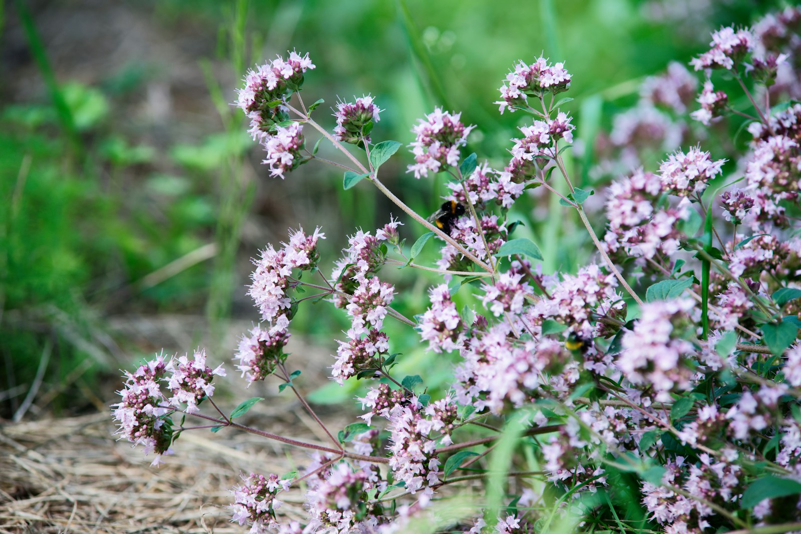 Pink-flowered common oregano sprawling over dry mulch with a bumblebee feeding