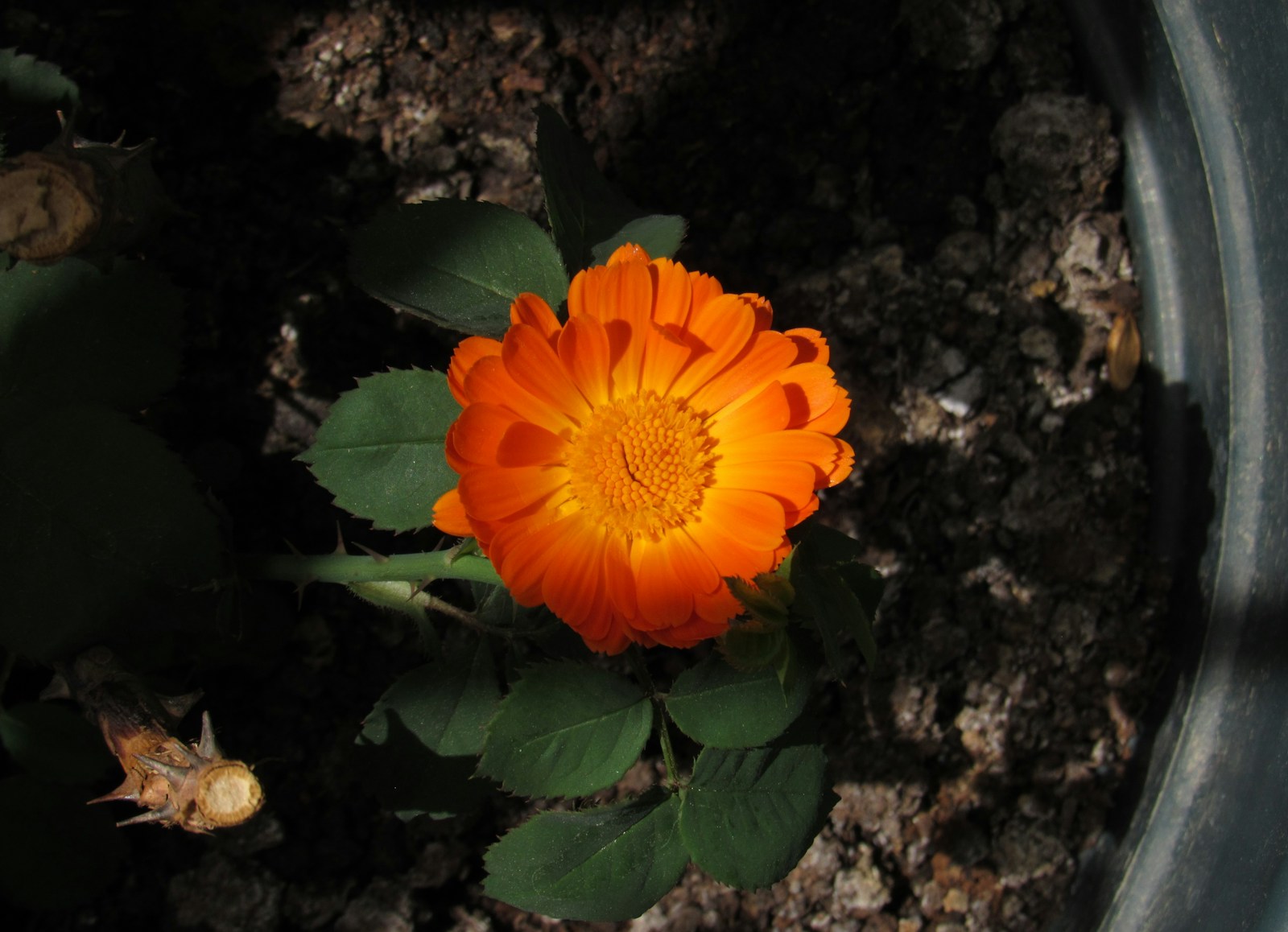 An orange calendula flower growing in a container beside pruned rose stems