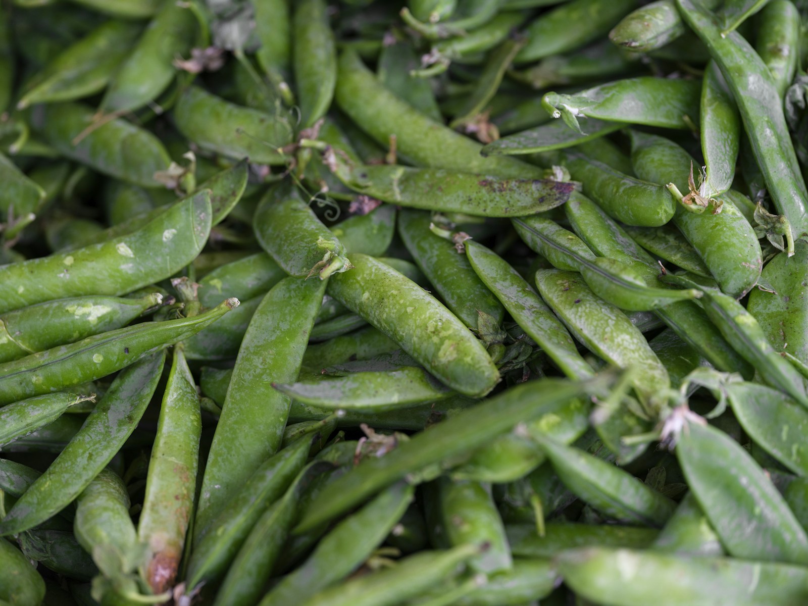 A heap of freshly picked green pea pods at a produce market