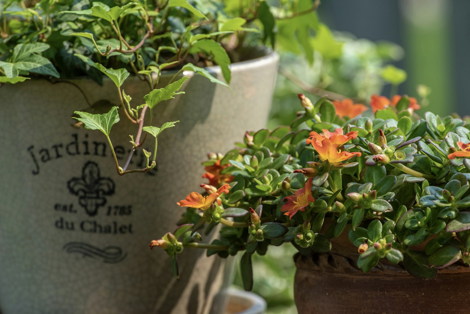 Orange-flowered purslane with broad fleshy leaves trailing from a terracotta pot