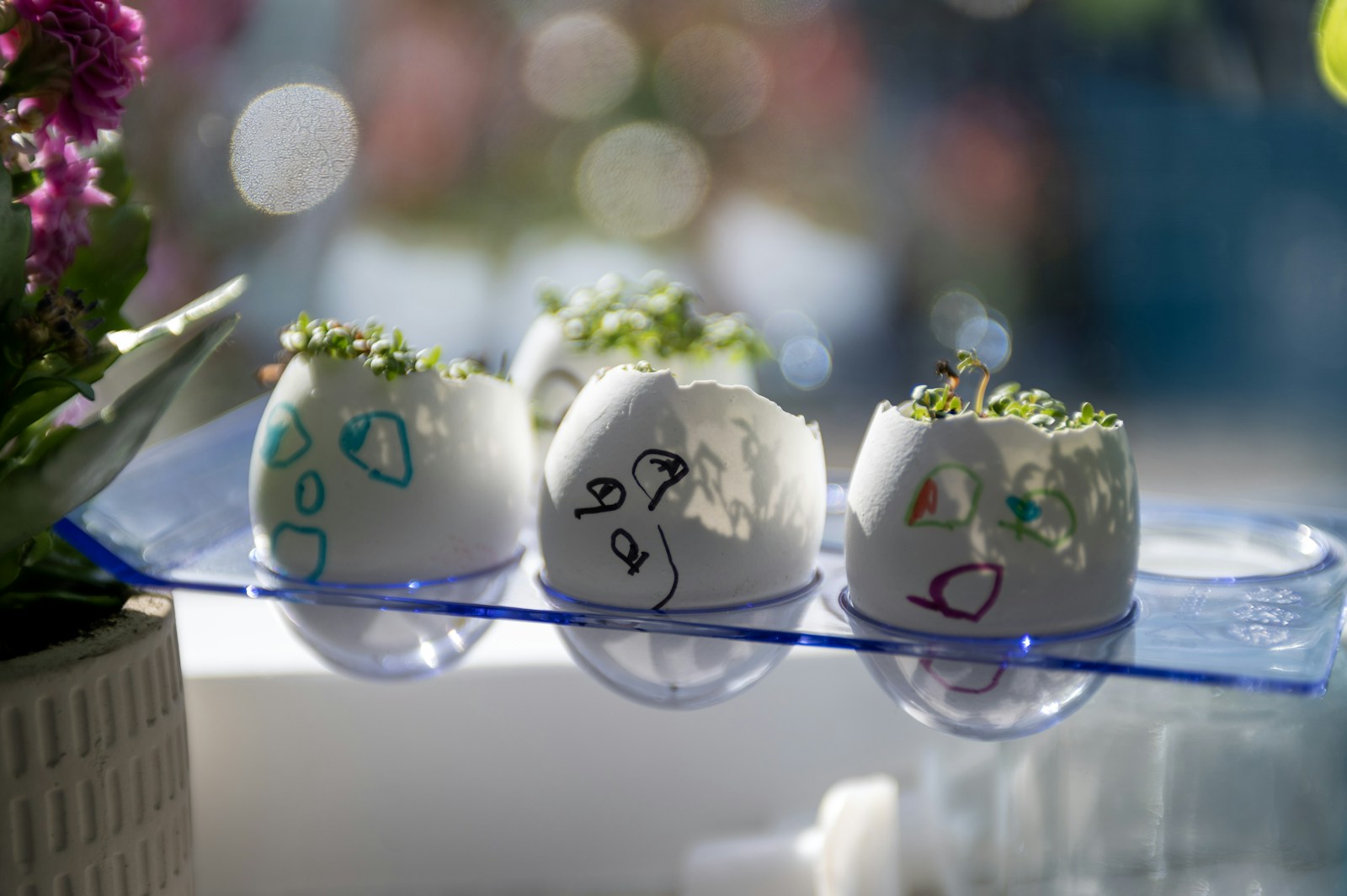 Cress seedlings sprouting in decorated eggshells on a sunny windowsill