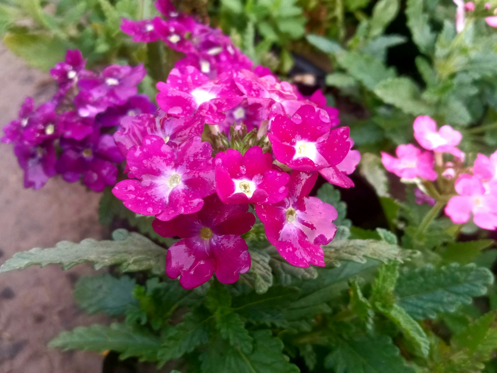 Magenta garden verbena flowers with white eyes above toothed green leaves