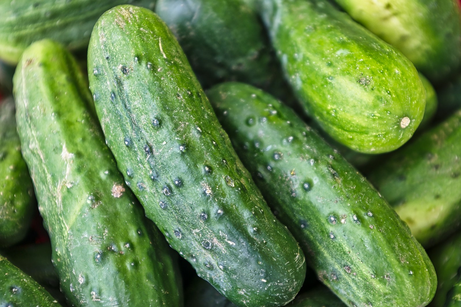 A pile of freshly picked bumpy green cucumbers