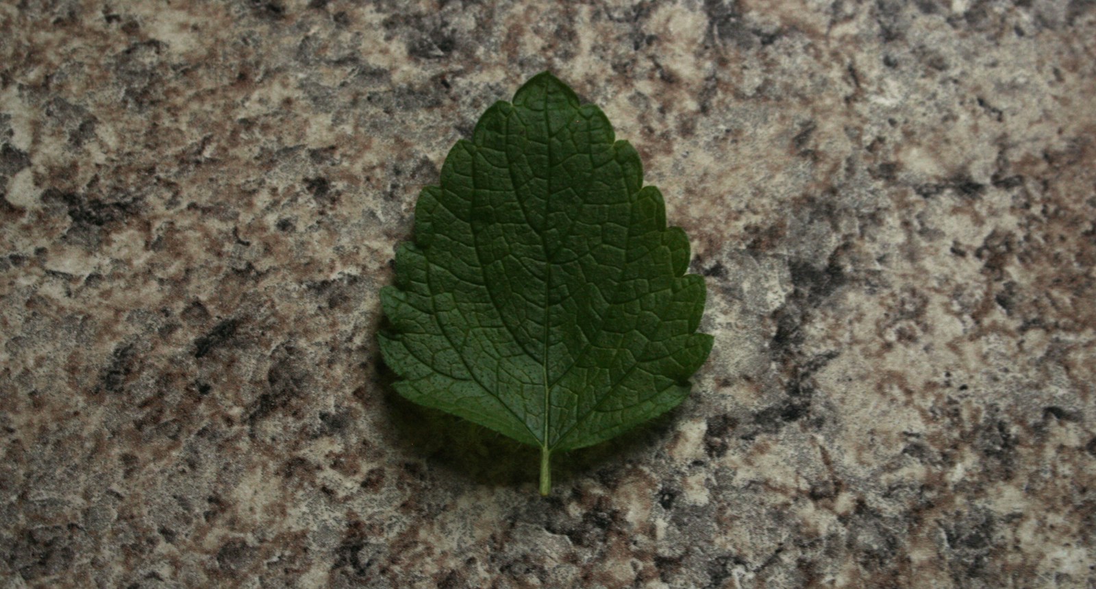 Single picked lemon balm leaf showing its veined, scalloped edge