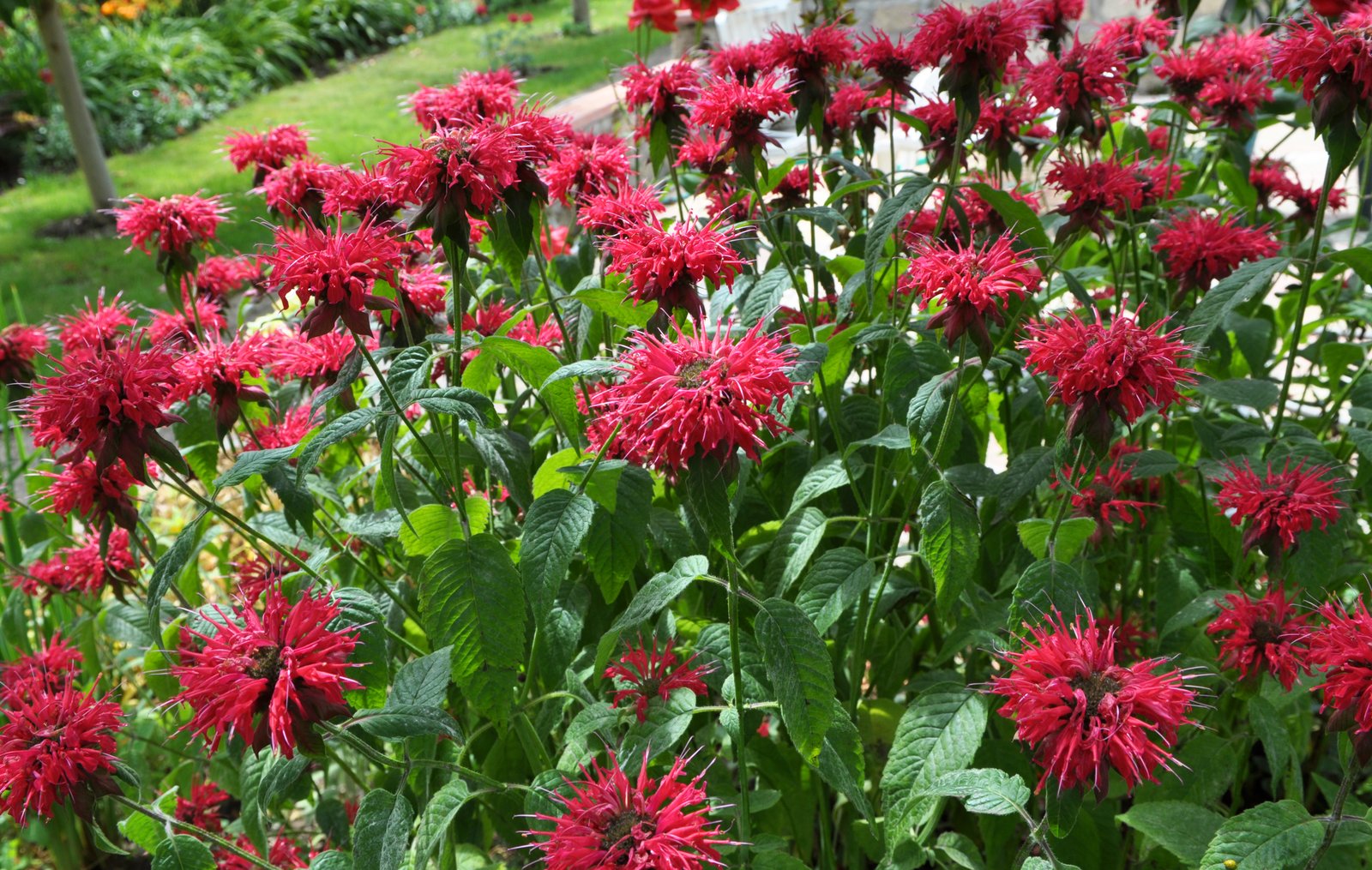 Scarlet bee balm flowers with shaggy tubular petals in a summer garden