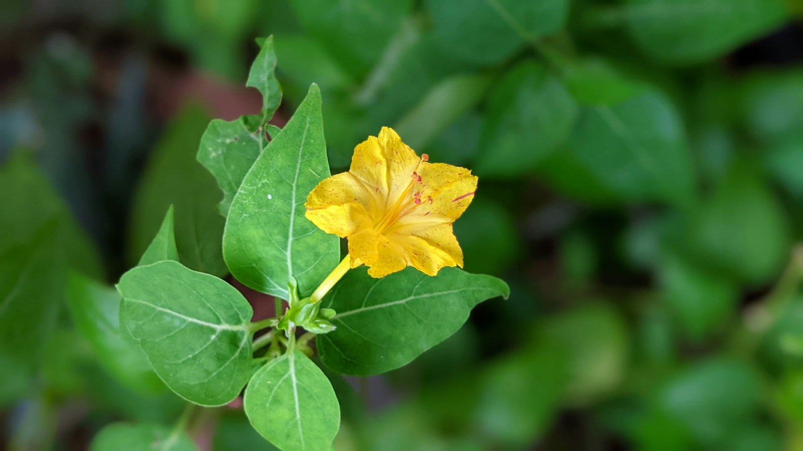 Yellow four o'clock flower flecked with red above heart-shaped leaves