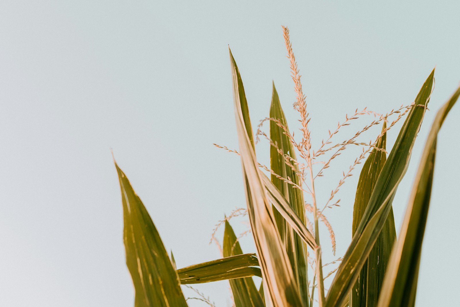 Long strap-shaped corn leaves and a tassel seen against the sky