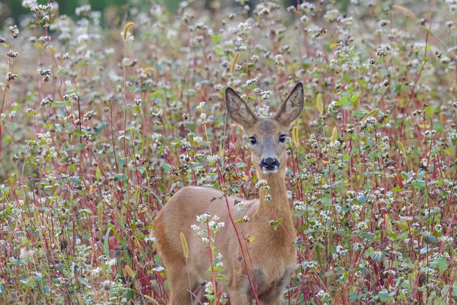 Young deer standing in a flowering buckwheat field