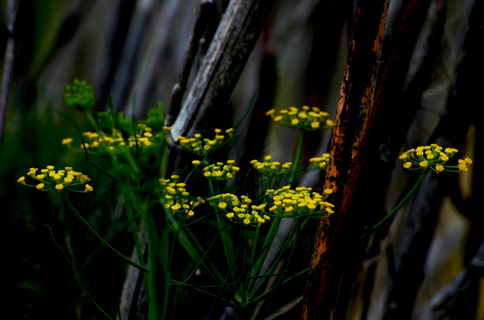 Flat clusters of small yellow fennel flowers on tall green stems
