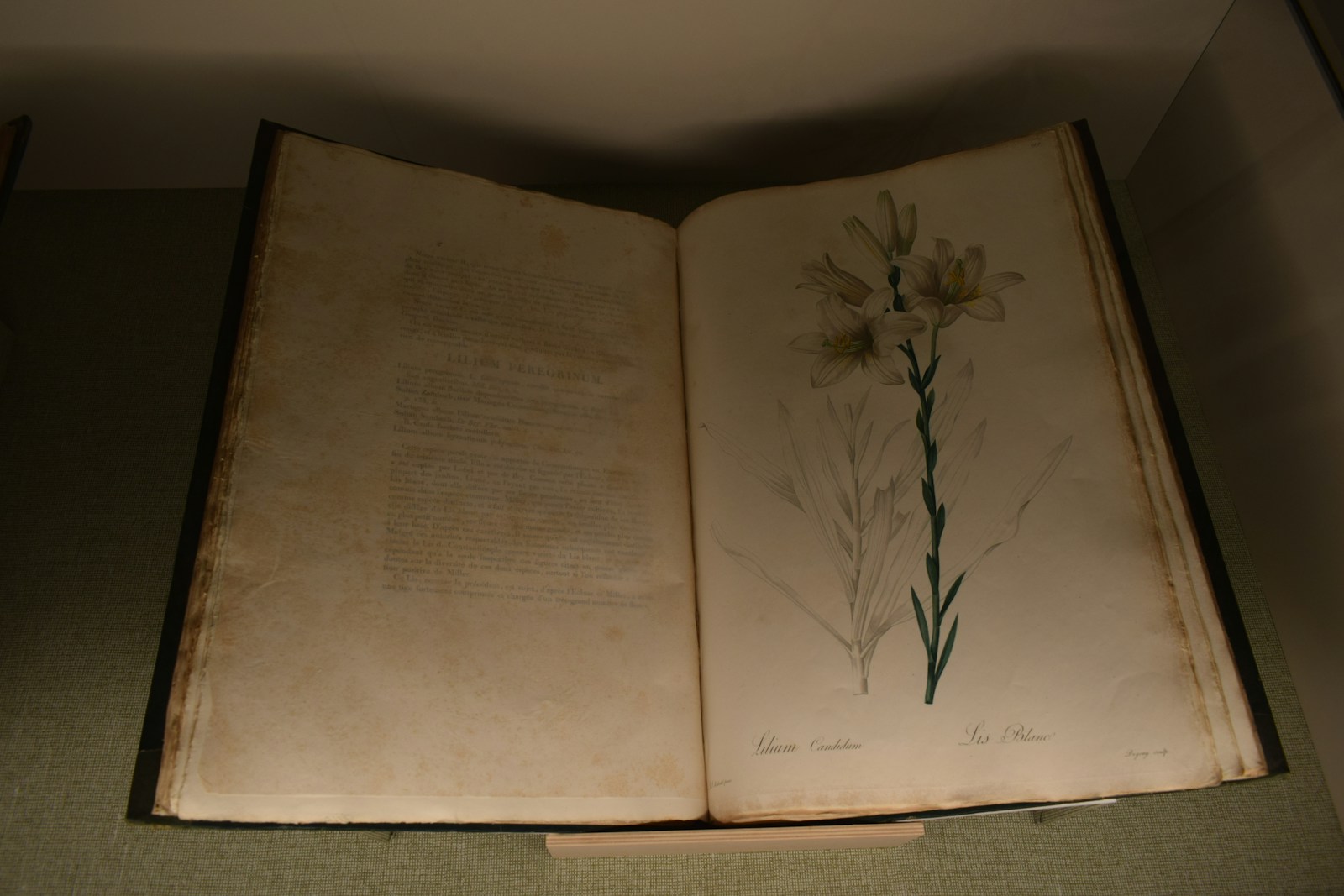 An open antique book with a botanical illustration of white lilies