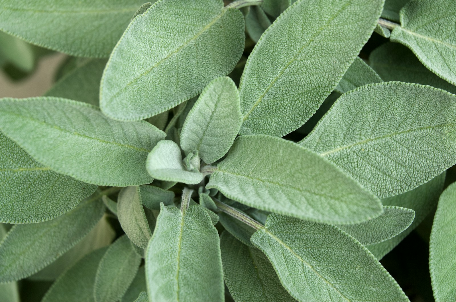 Soft grey-green garden sage leaves with fresh new growth at the centre