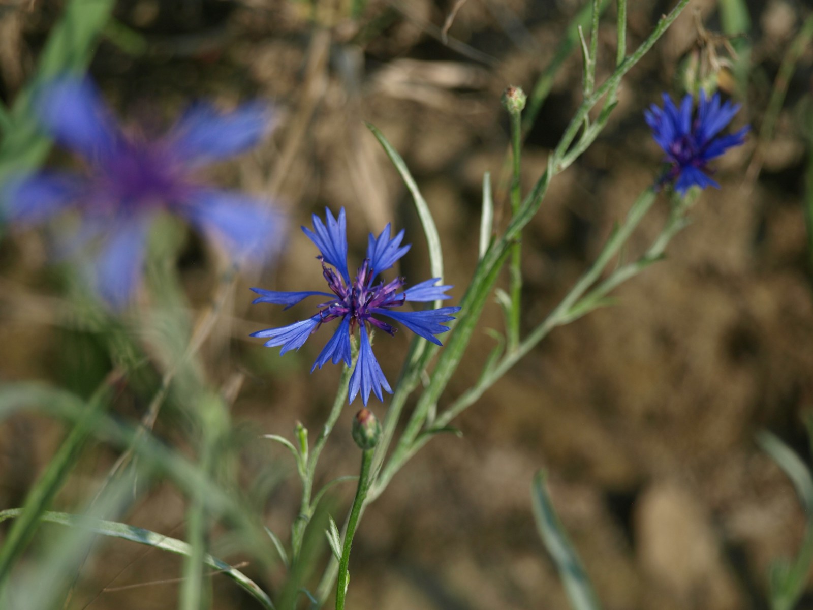 Single blue cornflower with narrow grey-green leaves and a bud