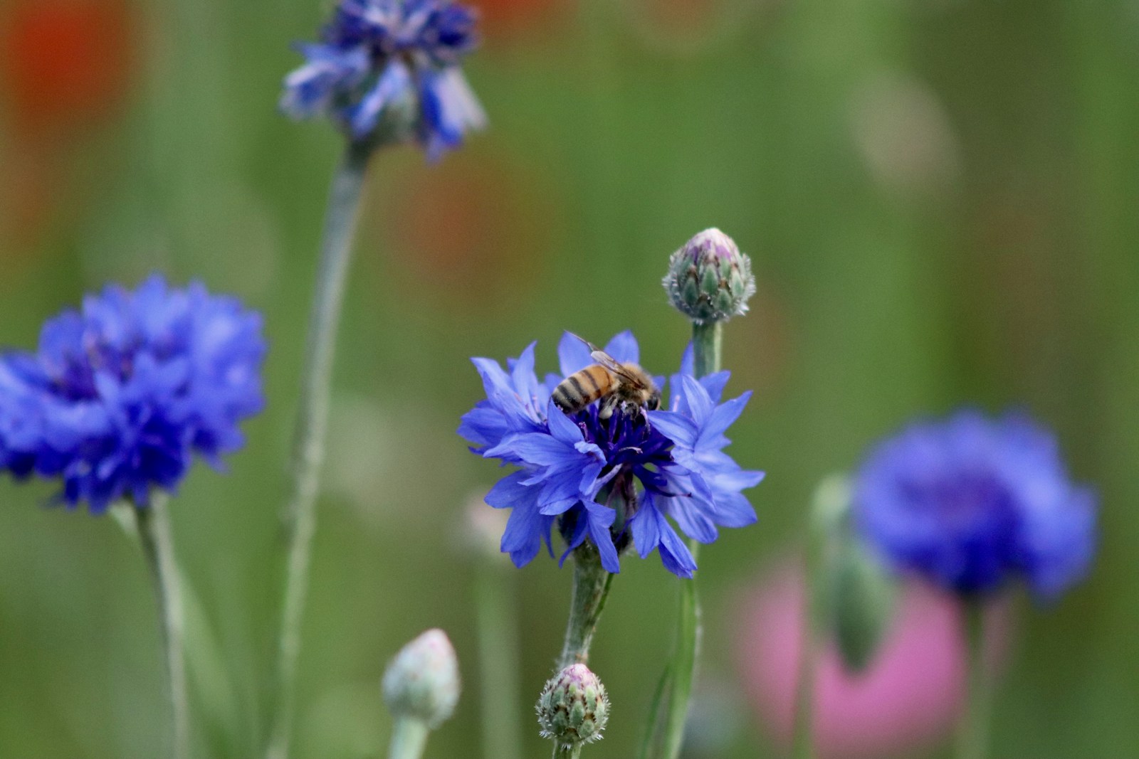 Honeybee feeding on a blue cornflower surrounded by buds