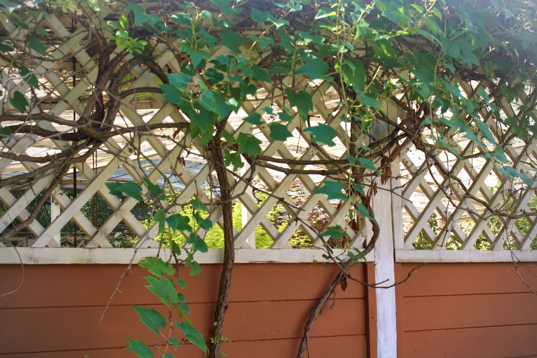 A grapevine trained up a white lattice trellis against a garden fence