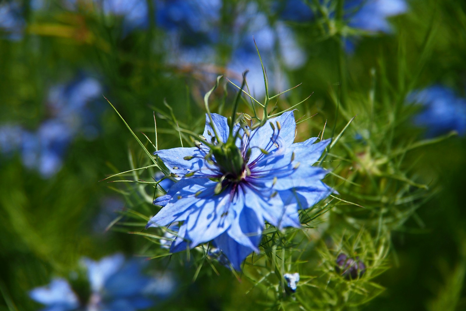A bright blue love-in-a-mist flower surrounded by feathery foliage and a dark bud