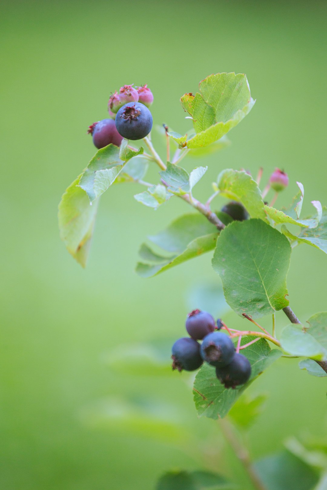 Clusters of serviceberries ripening from pink to dark blue-purple among green leaves
